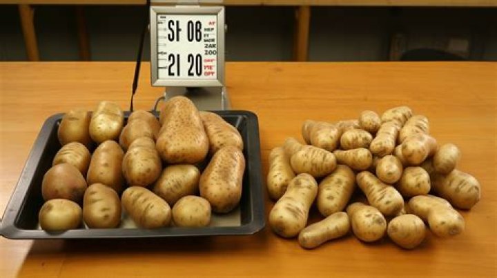 How many pounds of potatoes feed family of 5?