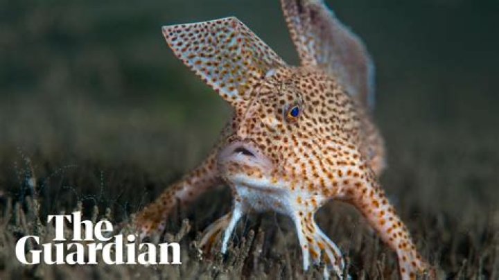 How many spotted Handfish are left?