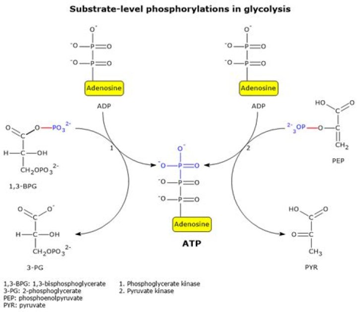 How many substrate-level phosphorylation are there in glycolysis?