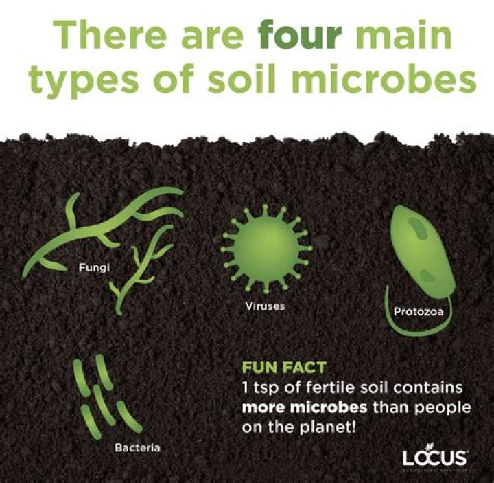 How much bacteria is in a teaspoon of soil?