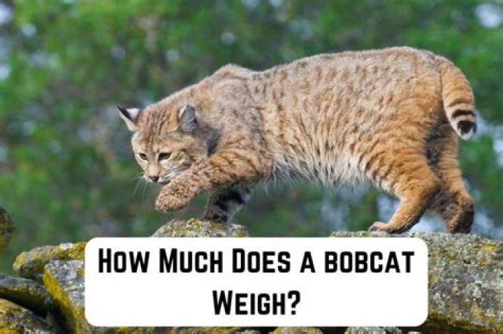 How much does a bobcat breaker weigh?