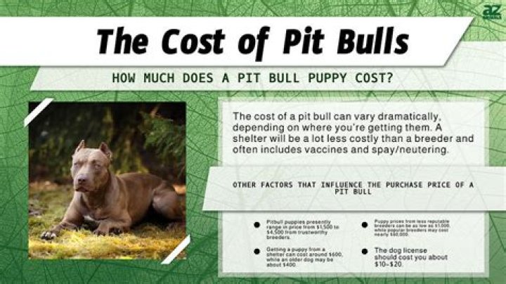 How much does a hulk pitbull cost?