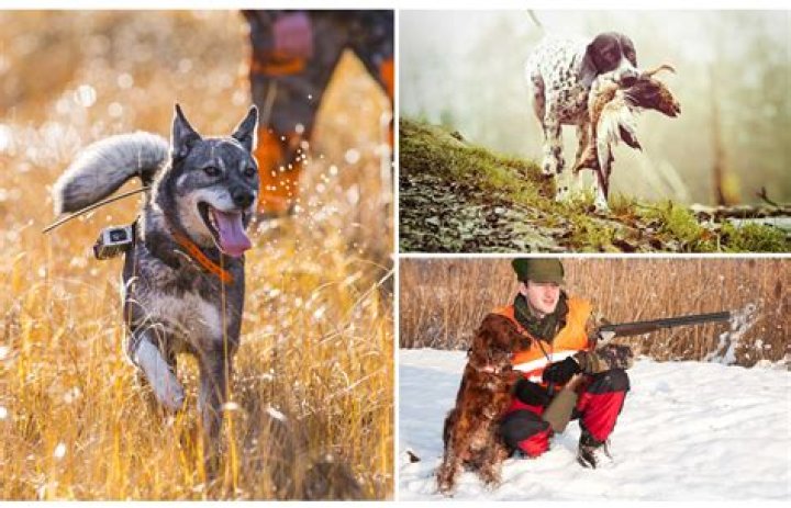 How much does a hunting dog cost?