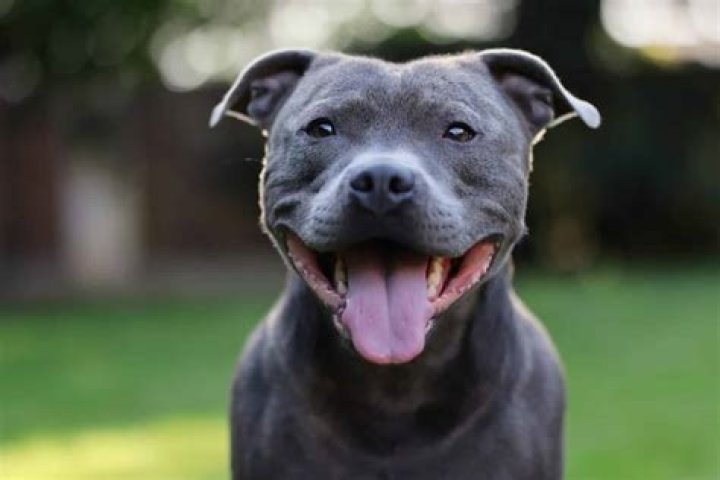How much does an AmStaff cost?