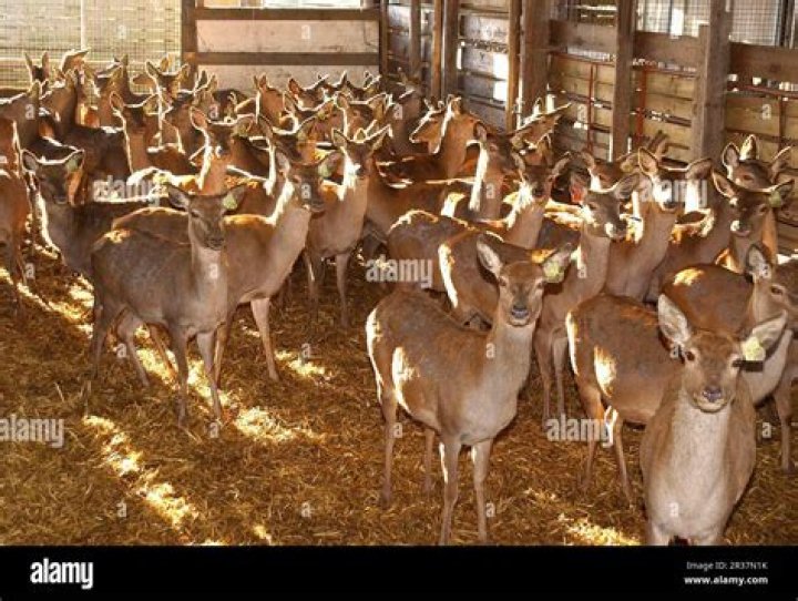 How much does it cost to hunt on a deer farm in Wisconsin?
