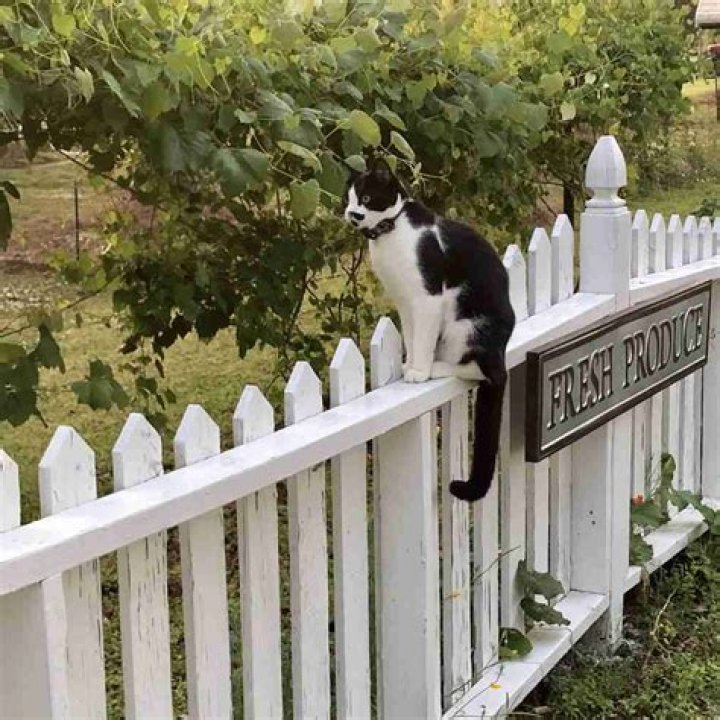 How much does it cost to start a garden