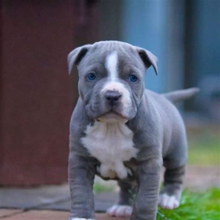 How much is a blue nose pitbull puppy?
