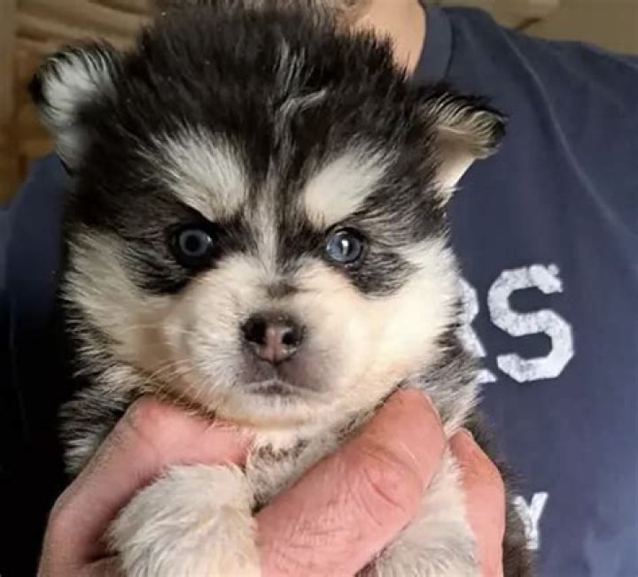 How much is a Pomeranian husky mix for sale?