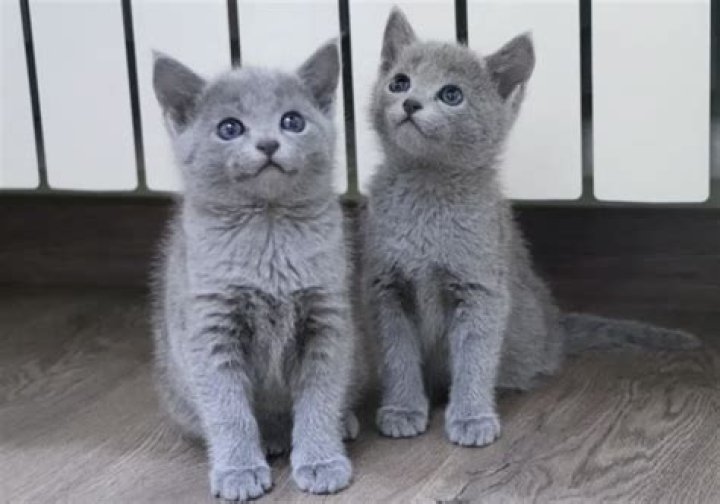 How much is a Russian blue cat kitten?