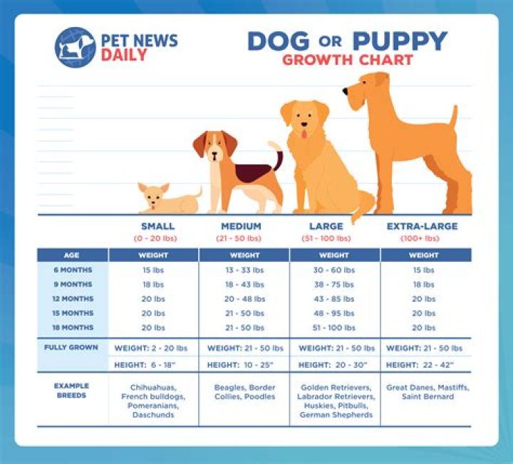 How much should a Lab puppy cost?