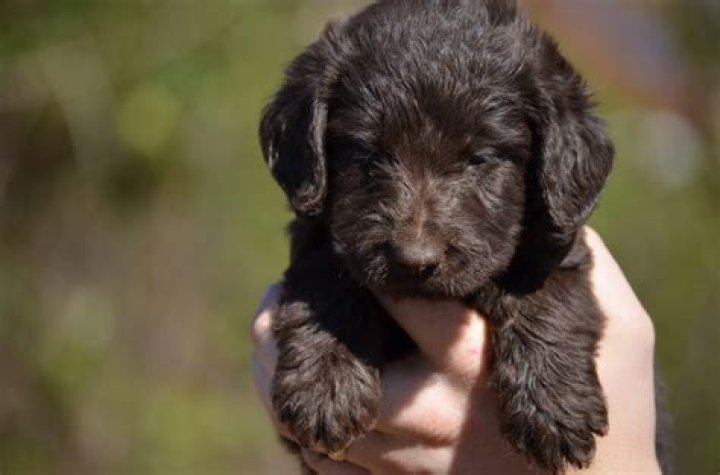 How much should a Labradoodle puppy cost?
