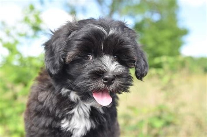 How much should I expect to pay for a Havanese puppy?