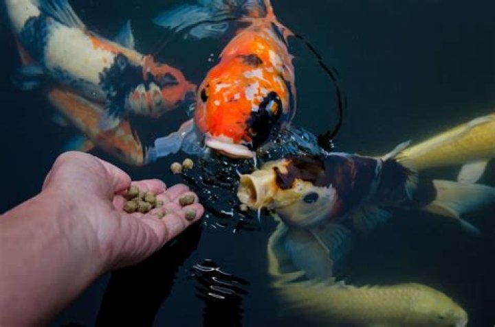 How often do you need to feed koi fish?