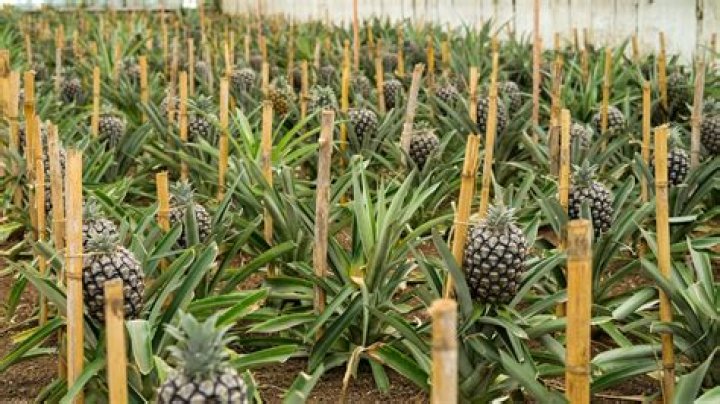 How tall do pineapple palms get?