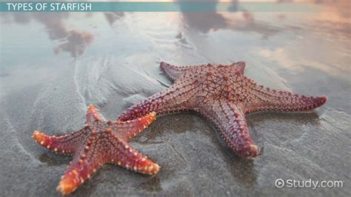 How would you describe a starfish?