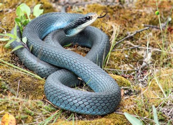 Is a Eastern racer snake poisonous?