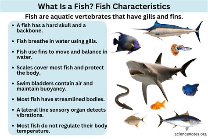 Is a fish a vertebrate?