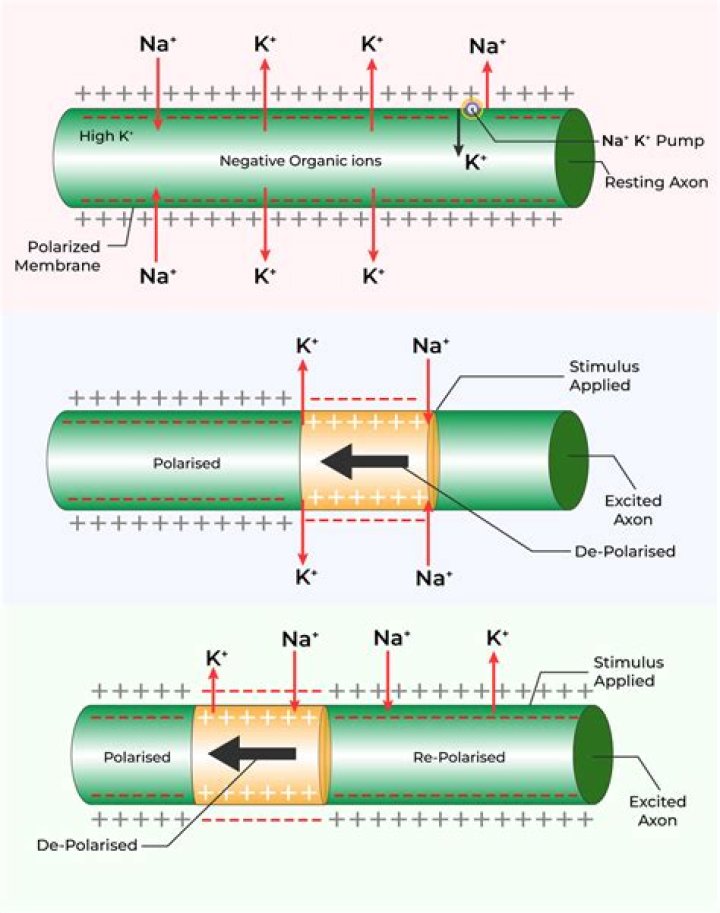 Is a nerve impulse chemical or electrical?