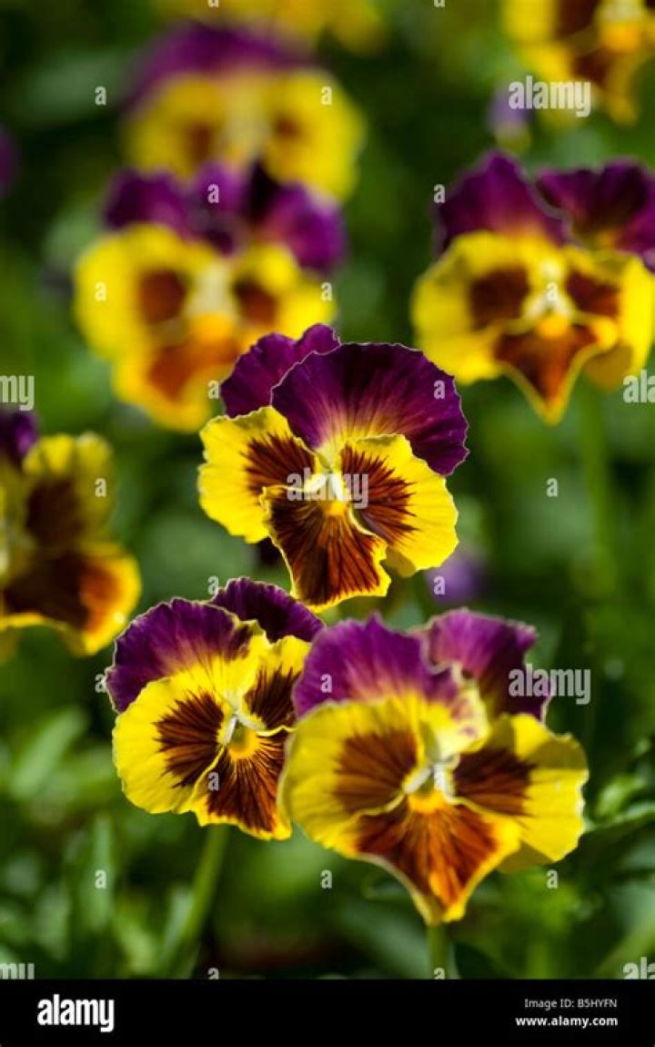 Is a pansy a violet