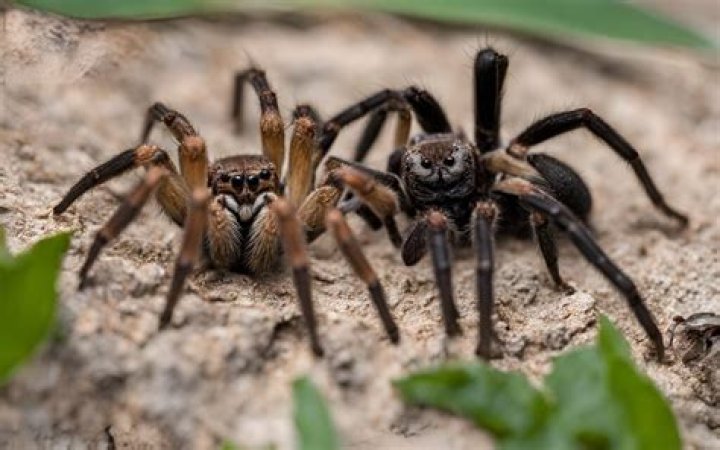 Is a tarantula or scorpion a better pet?