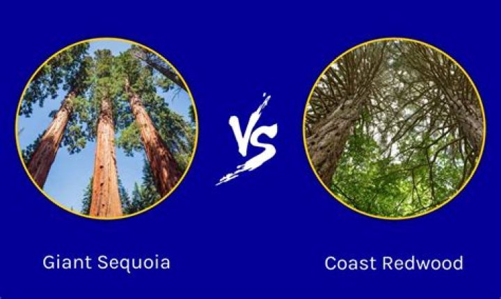 Is a Wellingtonia a redwood?
