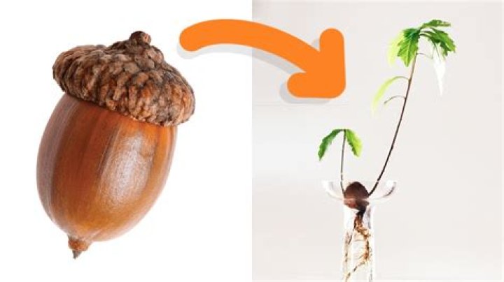 Is an acorn a seed or a nut