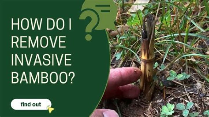 Is bamboo muhly invasive?