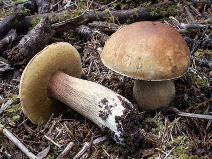 Is Boletus edulis edible?