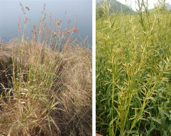 Is citronella and lemon grass the same