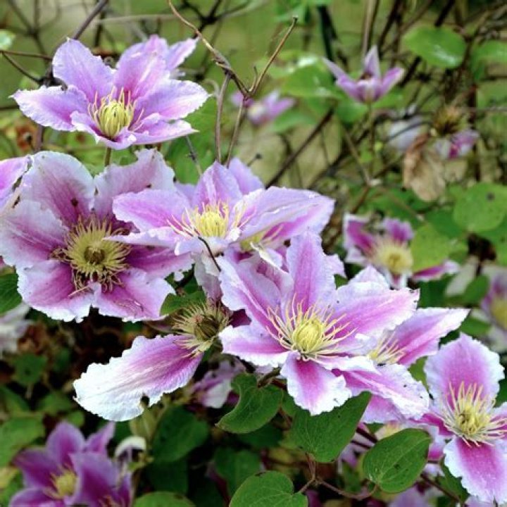 Is clematis Piilu an evergreen?