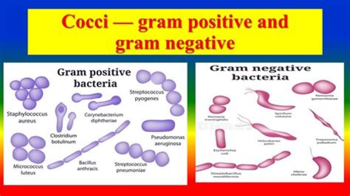 Is cocci gram negative?