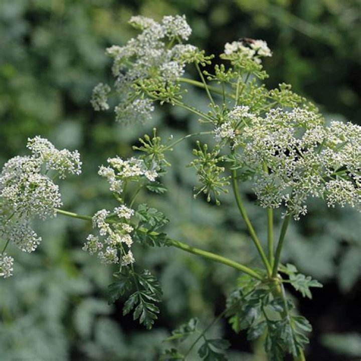 Is cow parsley poisonous?