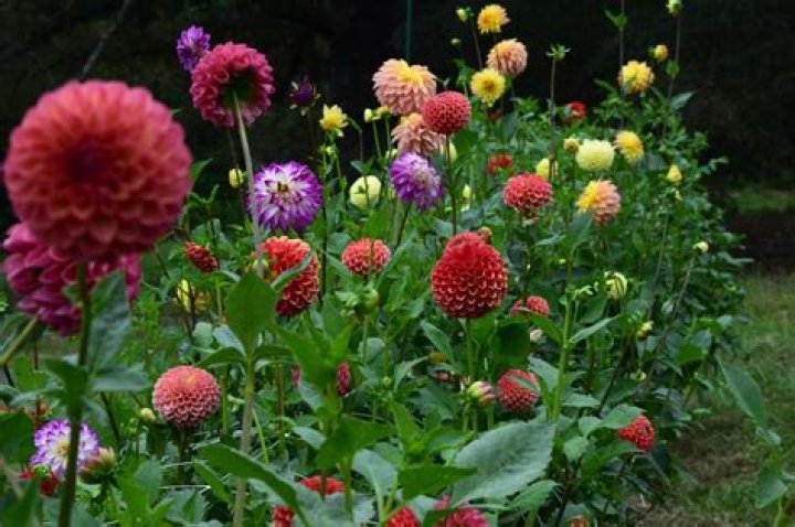 Is Dahlia an annual or perennial
