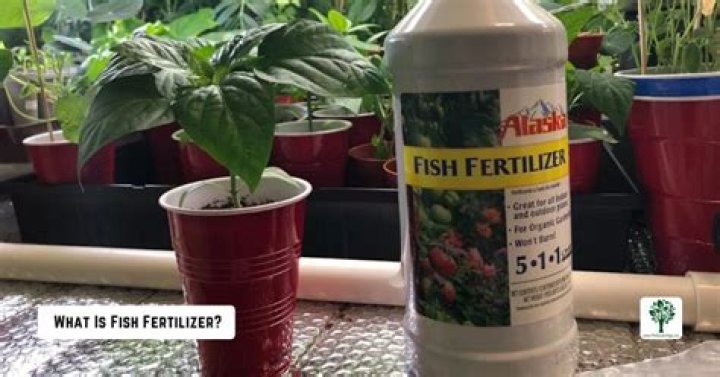 Is fish fertilizer water soluble?