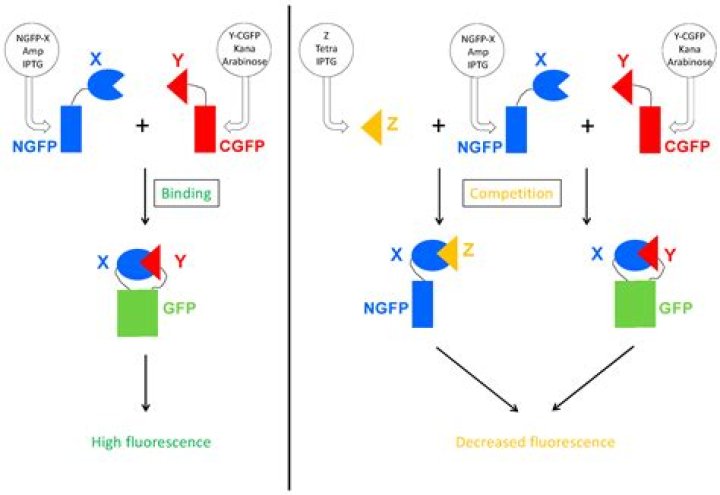 Is GFP sensitive to pH?