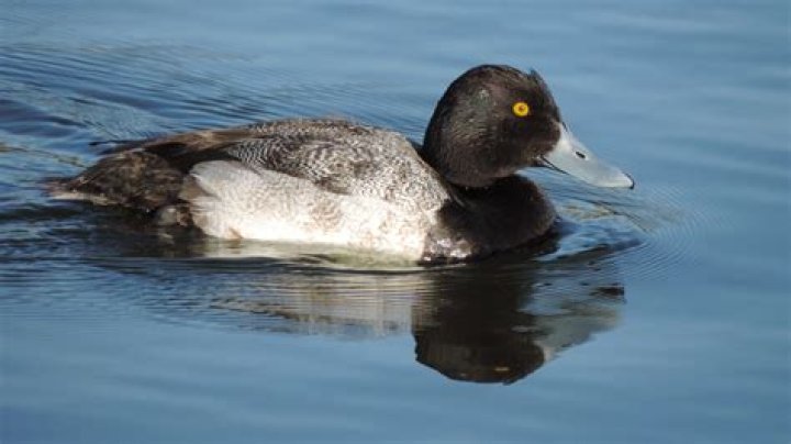 Is greater scaup good eating?