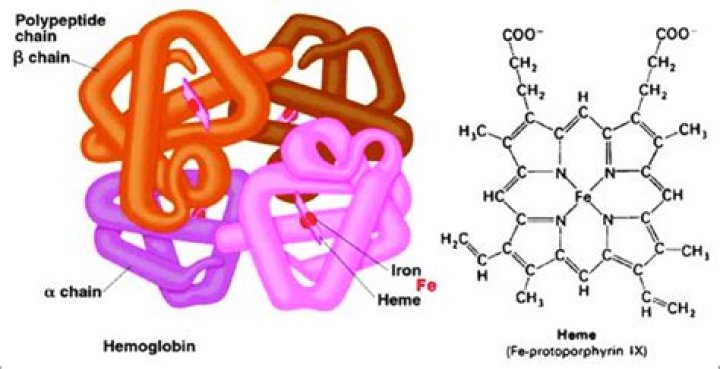 Is hemoglobin a conjugated protein?