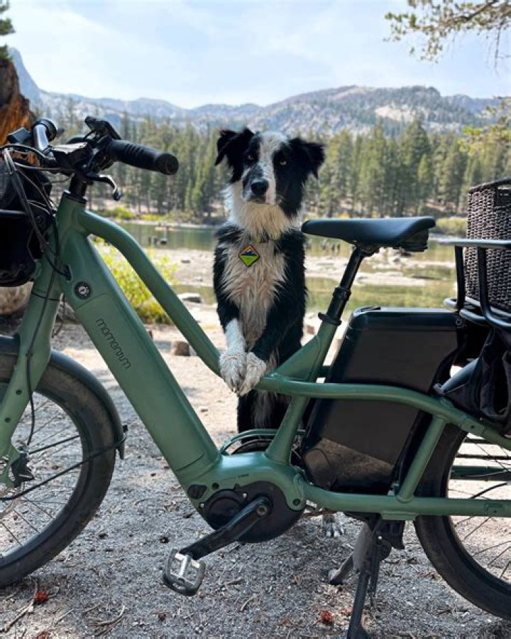 Is it bad to bike with your dog?