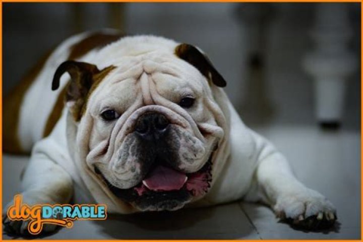 Is it cruel to breed bulldogs?