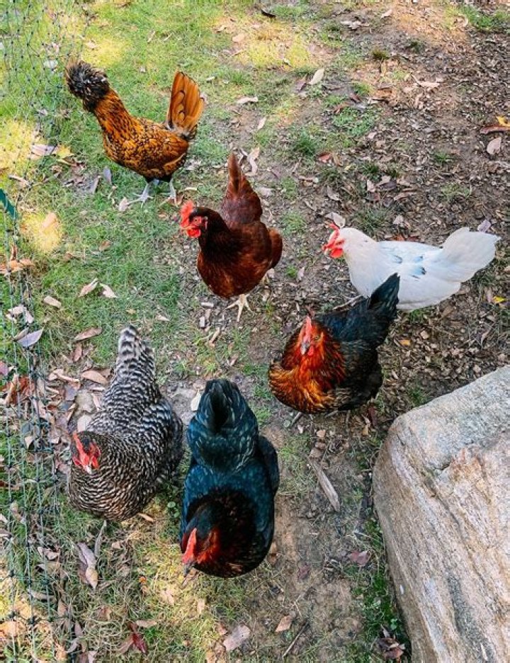 Is it legal to have chickens in your backyard in California?