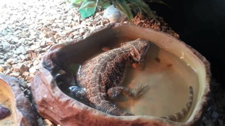 Is it okay for my bearded dragon to sleep in his water?
