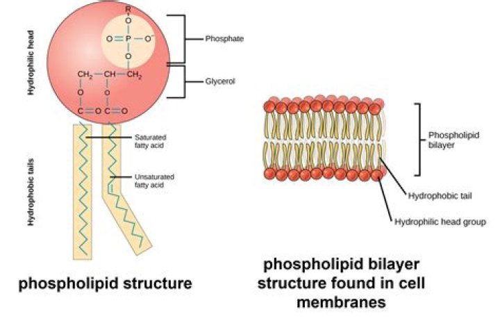 Is PC a phospholipid?