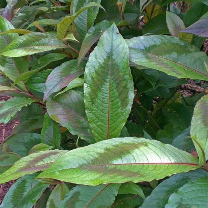 Is persicaria virginiana invasive?