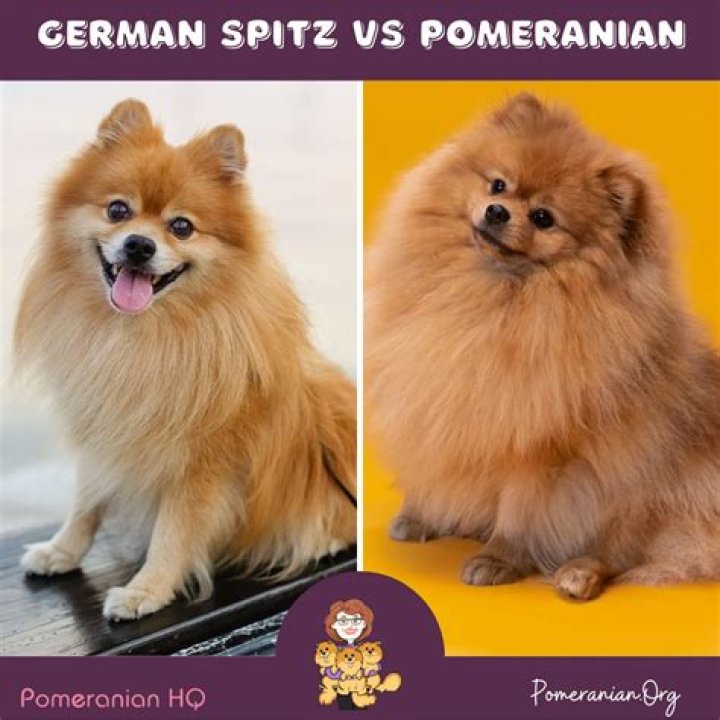 Is Pomerania German?
