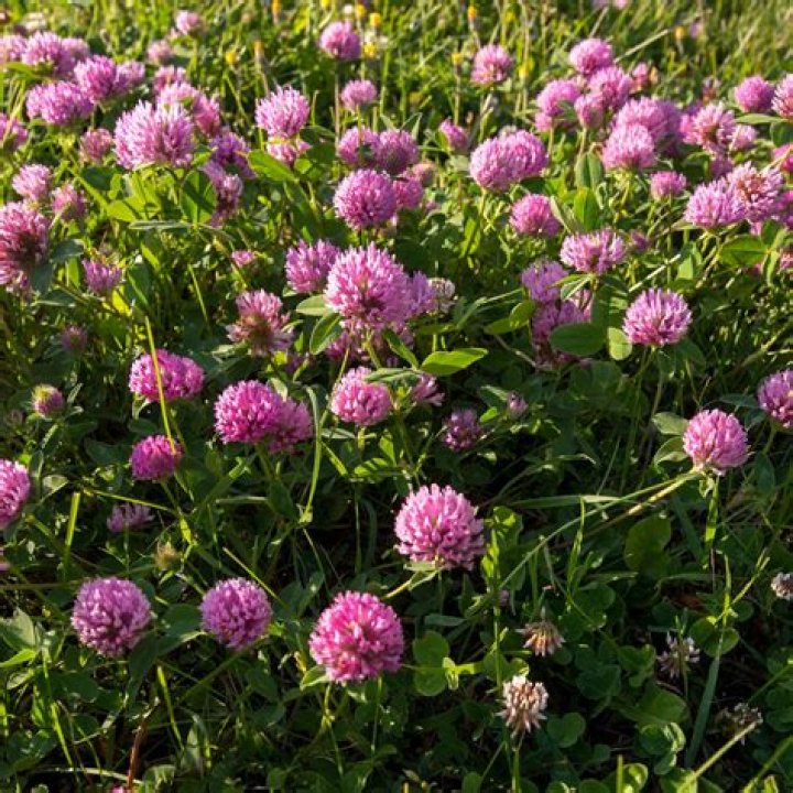 Is red clover an annual or perennial