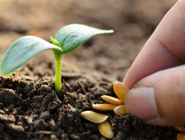 Is seeds of change still in business?