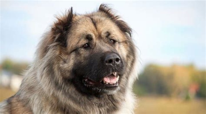 Is the Caucasian shepherd the Russian bear dog?