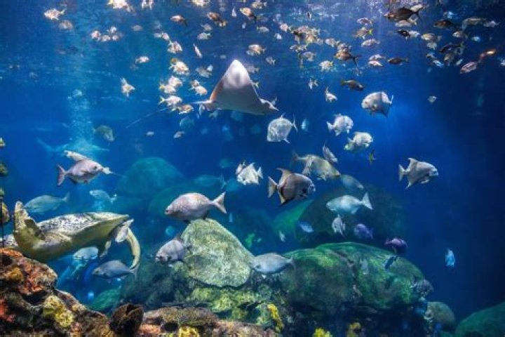 Is the Chattanooga aquarium better than Georgia Aquarium?