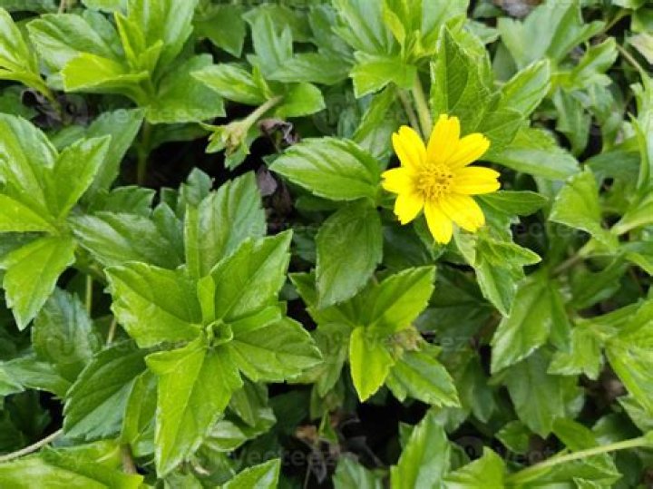 Is Wedelia poisonous?