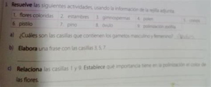 Que son los gametos femeninos y masculinos?